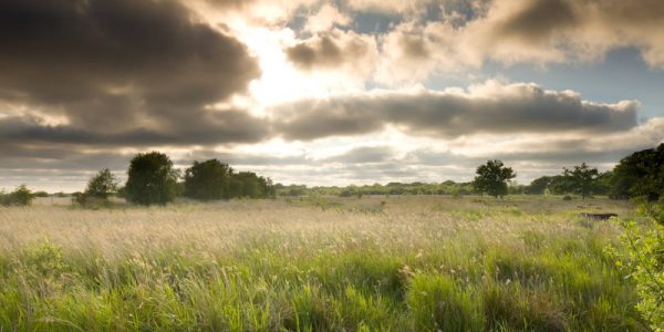 NWT Hickling Broad, Norfolk Broads, Norfolk, UK