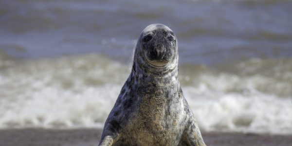 Seal Boat Trips