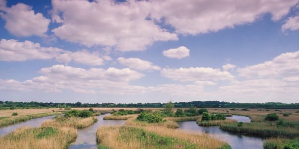 Strumpshaw Fen