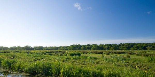 Thorpe Marshes