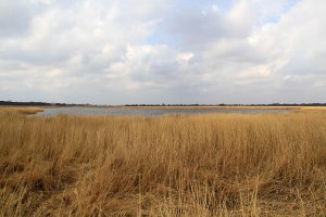 Somerton Staithe