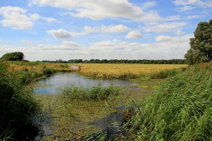 Ludham Marshes Walk 1