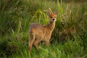 Chinese Water Deer