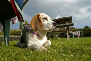 Dog in Beer Garden