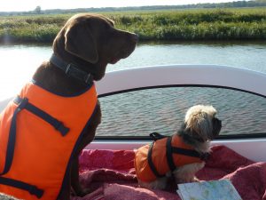 Dogs in Lifejackets