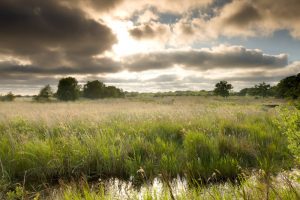 NWT Hickling Broad, Norfolk Broads, Norfolk, UK