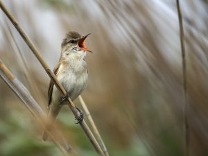 Reed Warbler