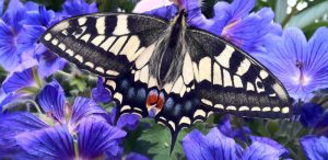 Swallowtail Butterfly