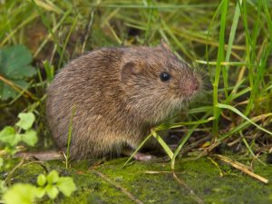 Water Vole