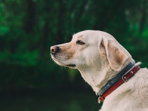 Labrador - Norfolk Broads